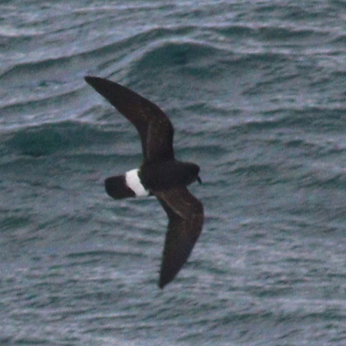 Sturmwellenläufer (Hydrobates pelagicus)
