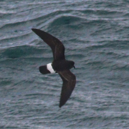 European Storm-Petrel (Hydrobates pelagicus)