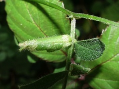 Phyllonorycter nigrescentella