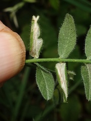 Phyllonorycter nigrescentella