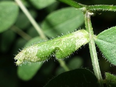 Phyllonorycter nigrescentella