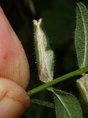 Phyllonorycter nigrescentella