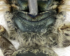 Halictus vestitus