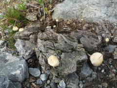 Galeropsidaceae