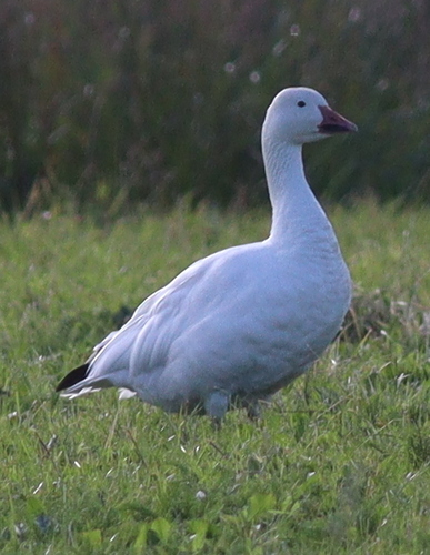 hus snežná (Anser caerulescens)