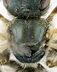 Halictus vestitus