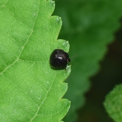 Coptosoma scutellatum