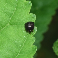 Coptosoma scutellatum