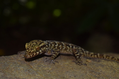 Cyrtodactylus darmandvillei