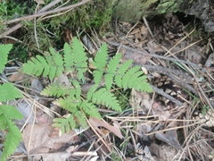 Gymnocarpium jessoense