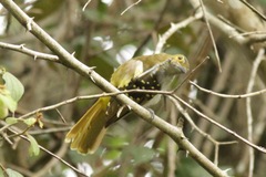Nicator chloris