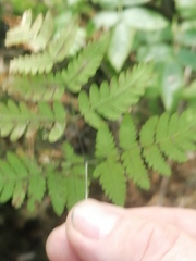 Gymnocarpium jessoense