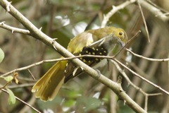 Nicator chloris