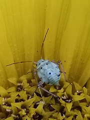 Hemiptera