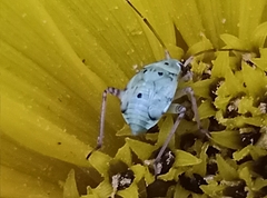 Hemiptera