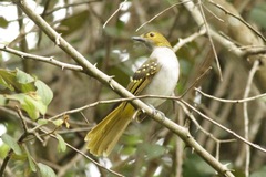 Nicator chloris