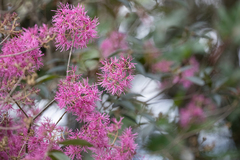 Chionanthus pubescens