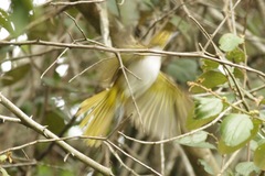 Nicator chloris