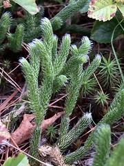 Lycopodium lagopus