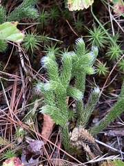Lycopodium lagopus