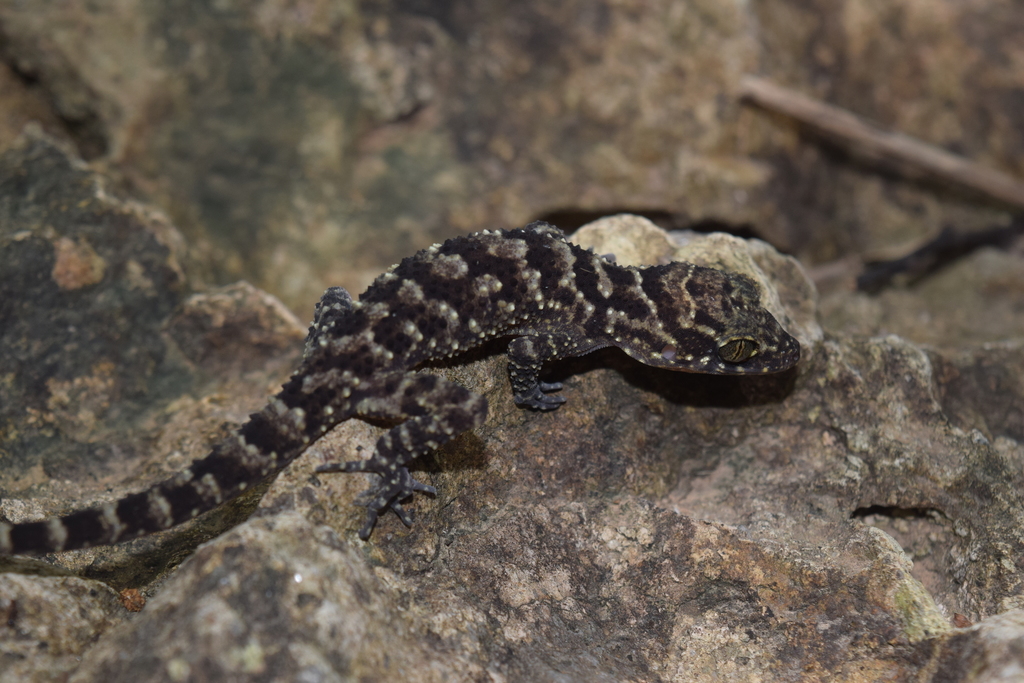 Darmandville Bow-Fingered Gecko