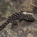 Darmandville Bow-fingered Gecko - Photo (c) fhadlikennedi, some rights reserved (CC BY-NC), uploaded by fhadlikennedi