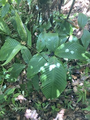 Mickelia pergamentacea