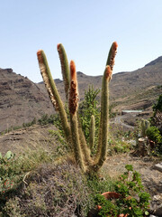 Espostoa