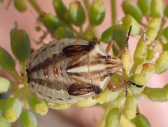 Graphosoma interruptum