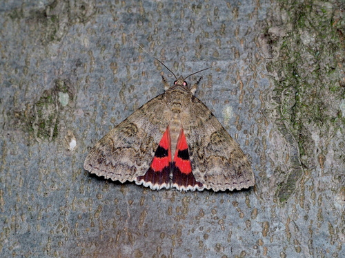 Red underwing