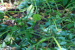Turdus philomelos