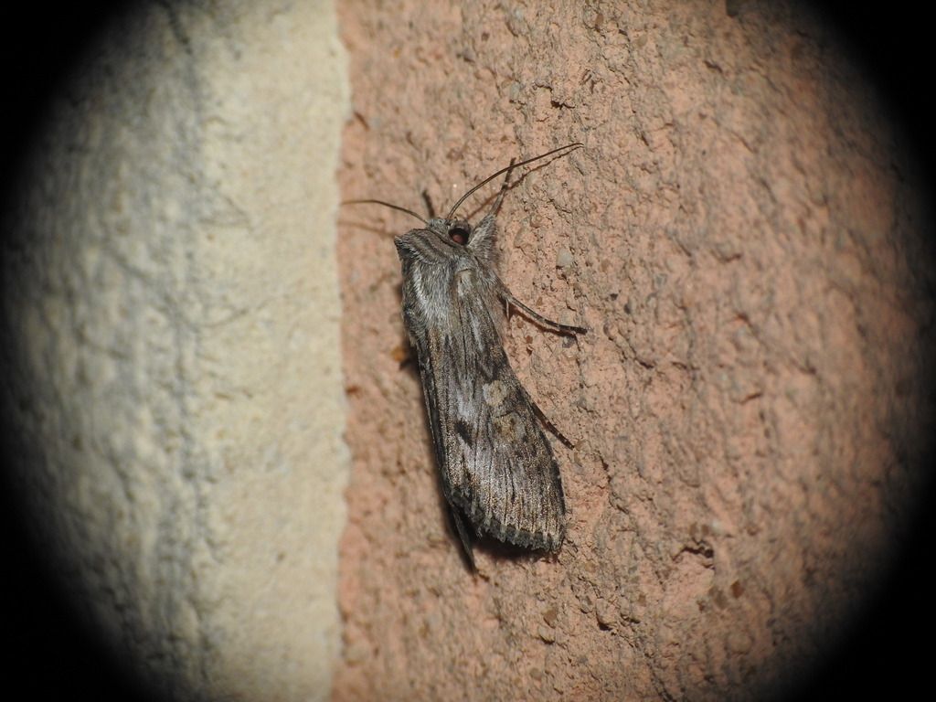 Cucullia xeranthemi