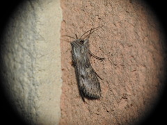 Cucullia xeranthemi
