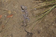 Cyrtodactylus darmandvillei