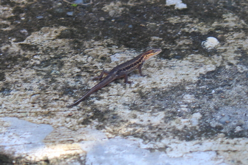 Aramia River Rainbow Skink