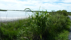 Setaria magna