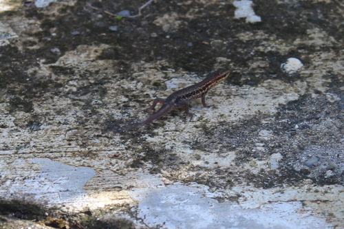 Aramia River Rainbow Skink