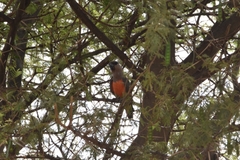 Poicephalus rufiventris