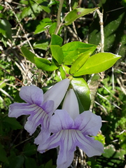 Bignonia callistegioides