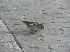 Passer domesticus