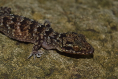 Cyrtodactylus darmandvillei