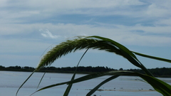 Setaria magna