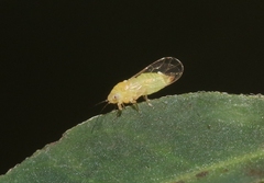 Heteropsylla