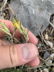 Ericameria parryi aspera