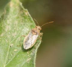 Rhopalus parumpunctatus