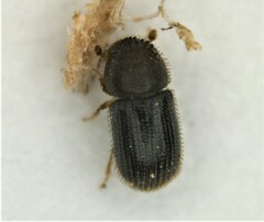 Hypothenemus seriatus