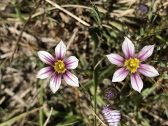 Sisyrinchium