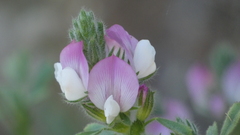 Ononis arvensis
