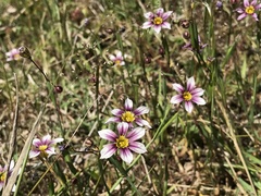 Sisyrinchium