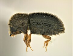 Hypothenemus seriatus
